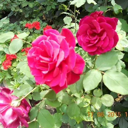 Gasthof Diana 2*